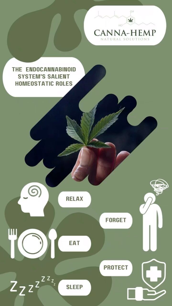 Instagram post from canna_hemp_. This post is in position 1.