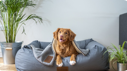 Pet Health & Wellness