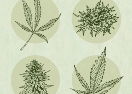 Cannabis & It’s Hazy History: Genome Sequencing